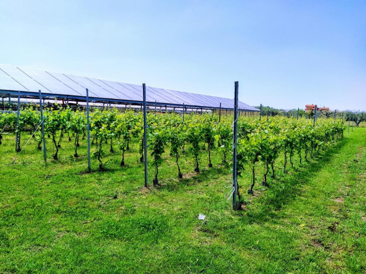 Agriturismo La Vite Maritata 彼得拉桑塔 外观 照片